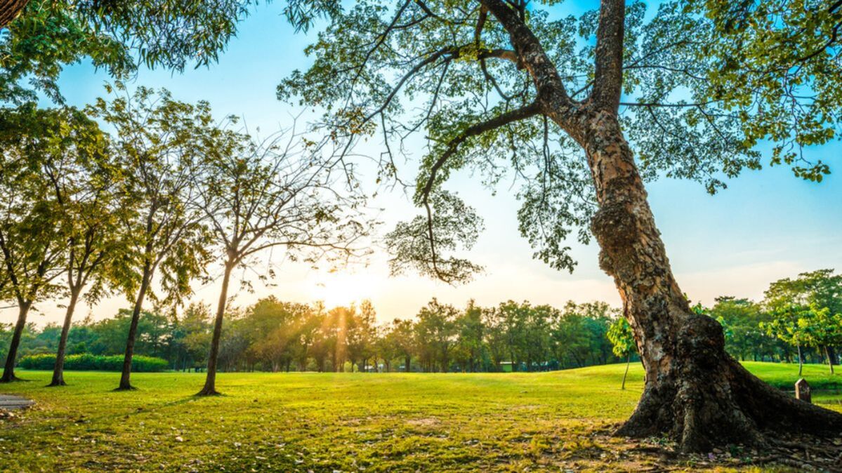 Image of tree in park