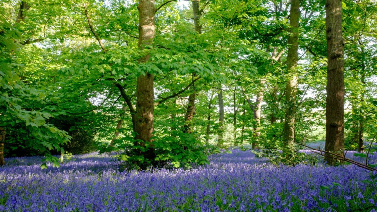 Ten miles south of Birmingham lies Lickey Hills Country Park. Covering 524 acres, the parkland is a playground for those looking to enjoy a winter walk, as it is home to 380 species of flowering plants, 350 species of fungi and 17 species of fern. Beacon Hill is the most famous viewpoint at the Lickey Hills and offers expansive views over the rolling countryside, and is part of one of the many marked walks in the park.   Maps that detail the walking routes can be bought at the visitor centre, and many of these take you to some of the best parts of the park. With longer and more strenuous walks as well as shorter circular walks that are suitable for those of all abilities. A walk in Lickey Hills Country Park is a great opportunity to get some fresh air and really appreciate the beauty of nature.  Ham Hill Country Park, Somerset